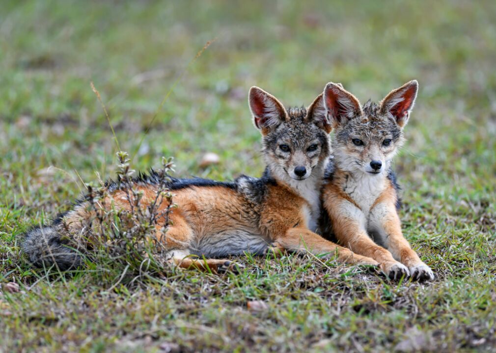 Jackals
